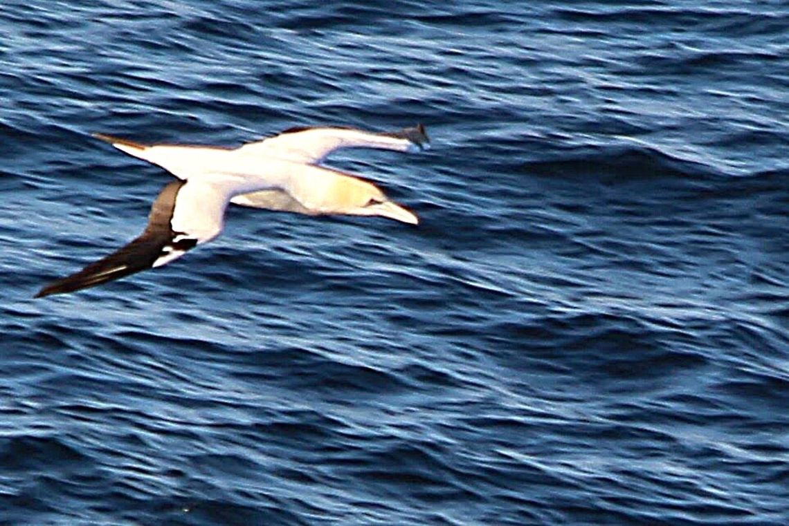 Australasian Gannet- Morus serrator Not the clearest photo , but I am still happy with what I got. Amazing to watch them gliding along the tops of waves at a considerable speed. Australasian gannet,Morus serrator