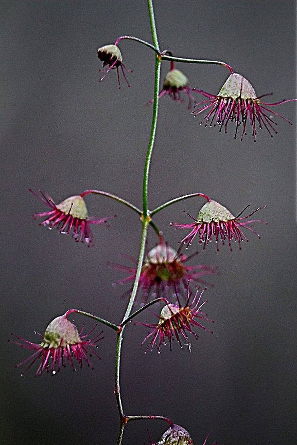 Unidentified species of Sundew in the genus Drosera.