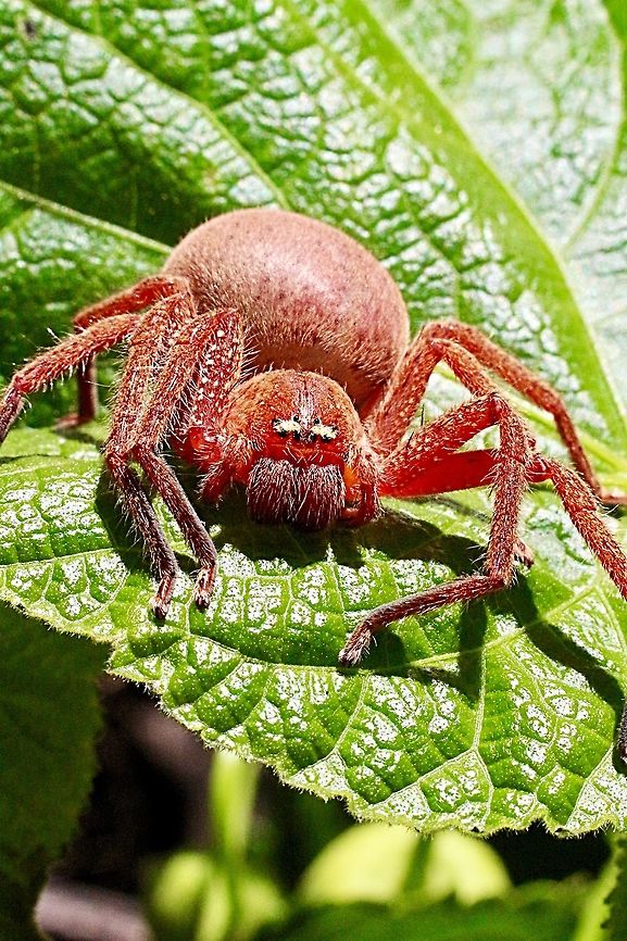 Badge huntsman spider- Neosparassus diana Found hiding under foliage and when disturbed fell to the ground and remained there and looked like dead. To get a photo of the markings on the underside I had to cool the spider down in the fridge for two hours and had about 3 minutes to take the shot. This female is approx 22 mm ( body length) Australia,Badge Huntsman Spider,Clifton springs Vic,Eamw Spiders huntsman,Eamw spiders,Geotagged,Neosparassus diana,Oct 2018,spring