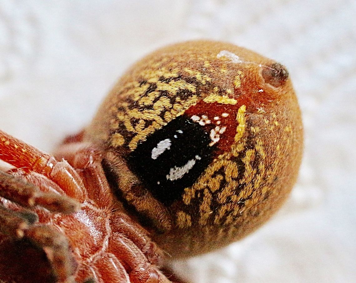 The badge like markings on the underside of the Badge huntsman spider.  Badge Huntsman Spider,Eamw spiders,Eamw spiders huntsman,Neosparassus diana