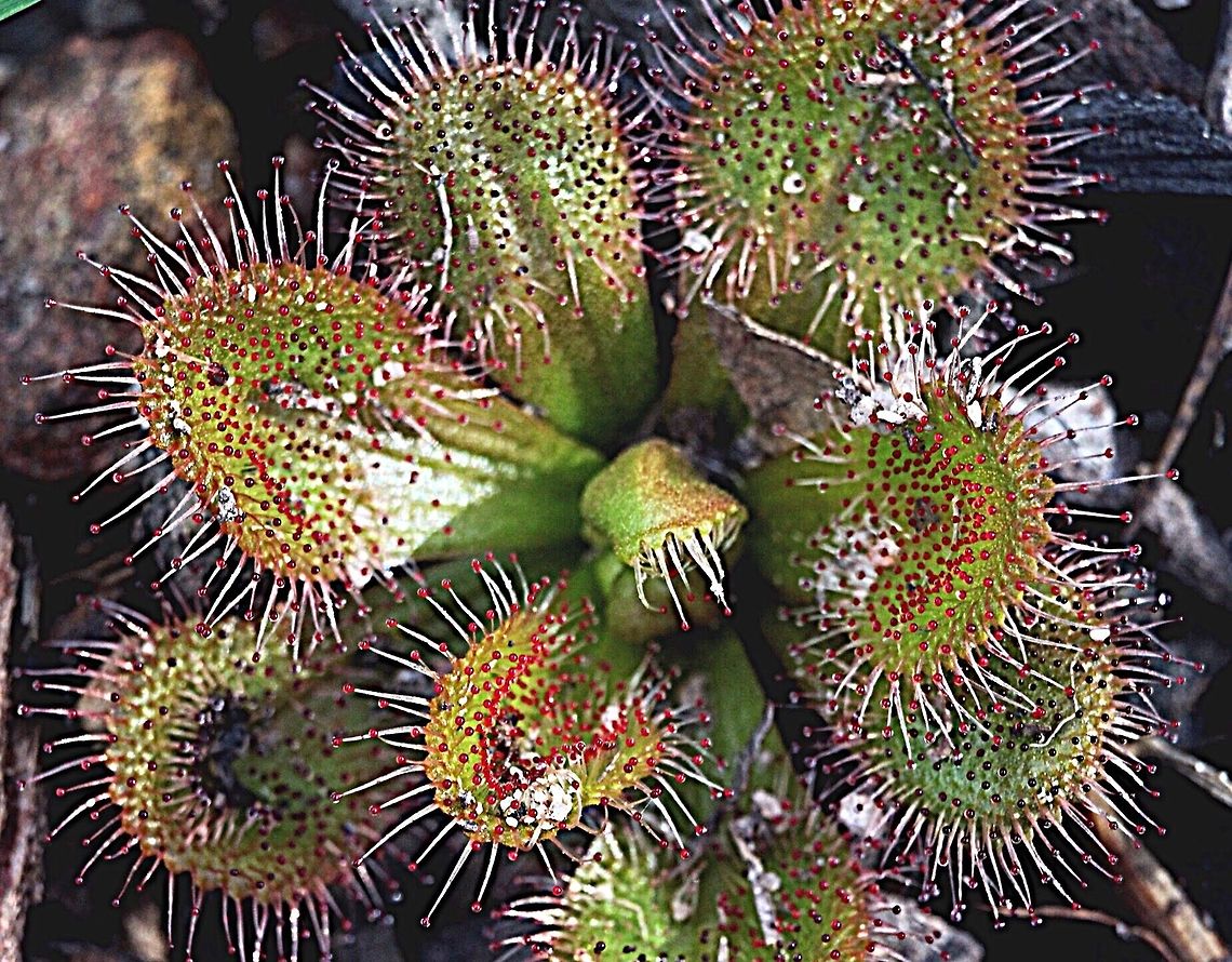 Drosera praefolia  Drosera praefolia