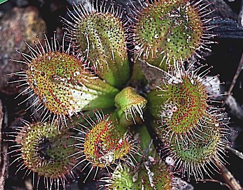 Drosera praefolia  Drosera praefolia