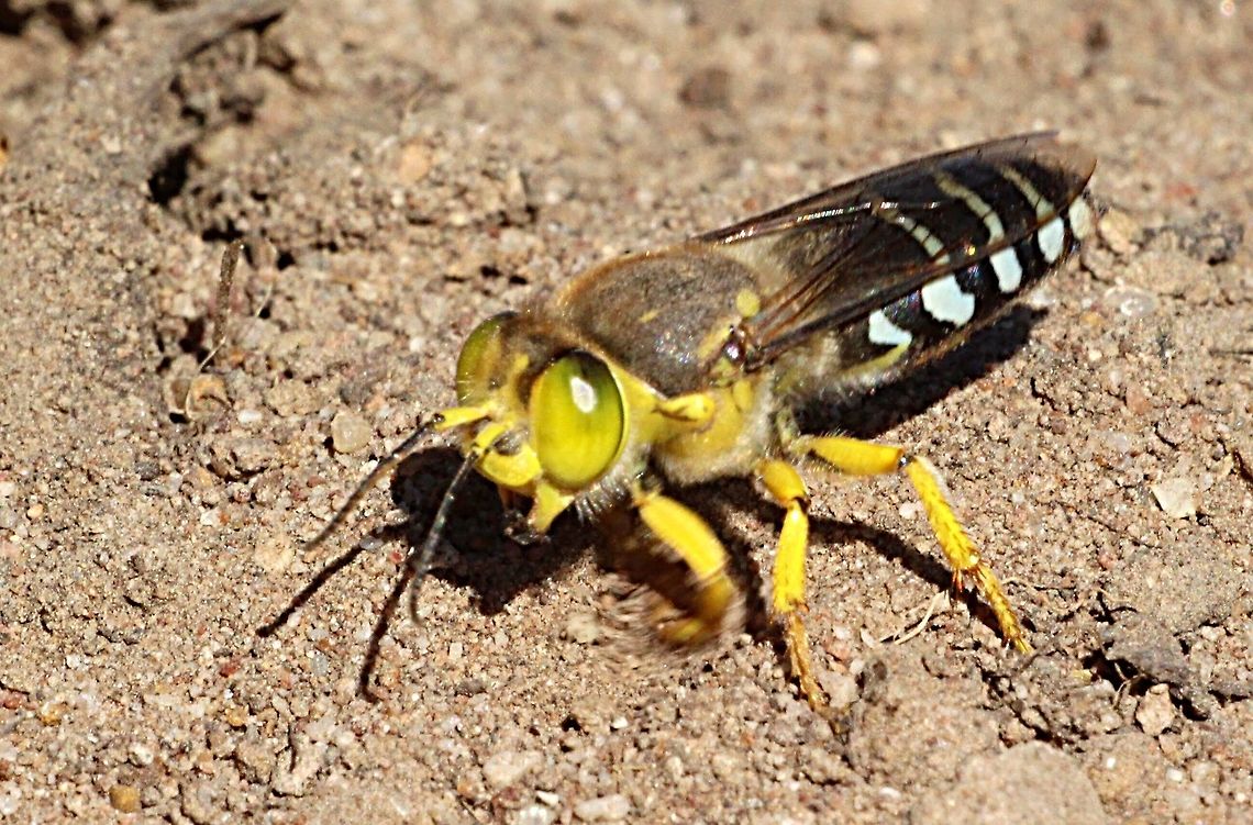 Unidentified burrowing wasp. Observed this wasp excavating a tunnel in sandy- clay soil. Most likely constructing a brood chamber.