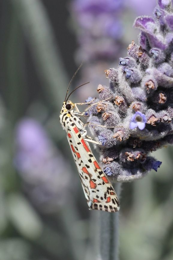 Heliothis moth - Utetheisa pulchelloides A diurnal moth photographed in central Victoria/ Australia. Eamw moth,Heliotrope moth,Utetheisa,Utetheisa pulchelloides