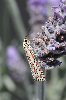Heliothis moth - Utetheisa pulchelloides A diurnal moth photographed in central Victoria/ Australia. Eamw moth,Heliotrope moth,Utetheisa,Utetheisa pulchelloides