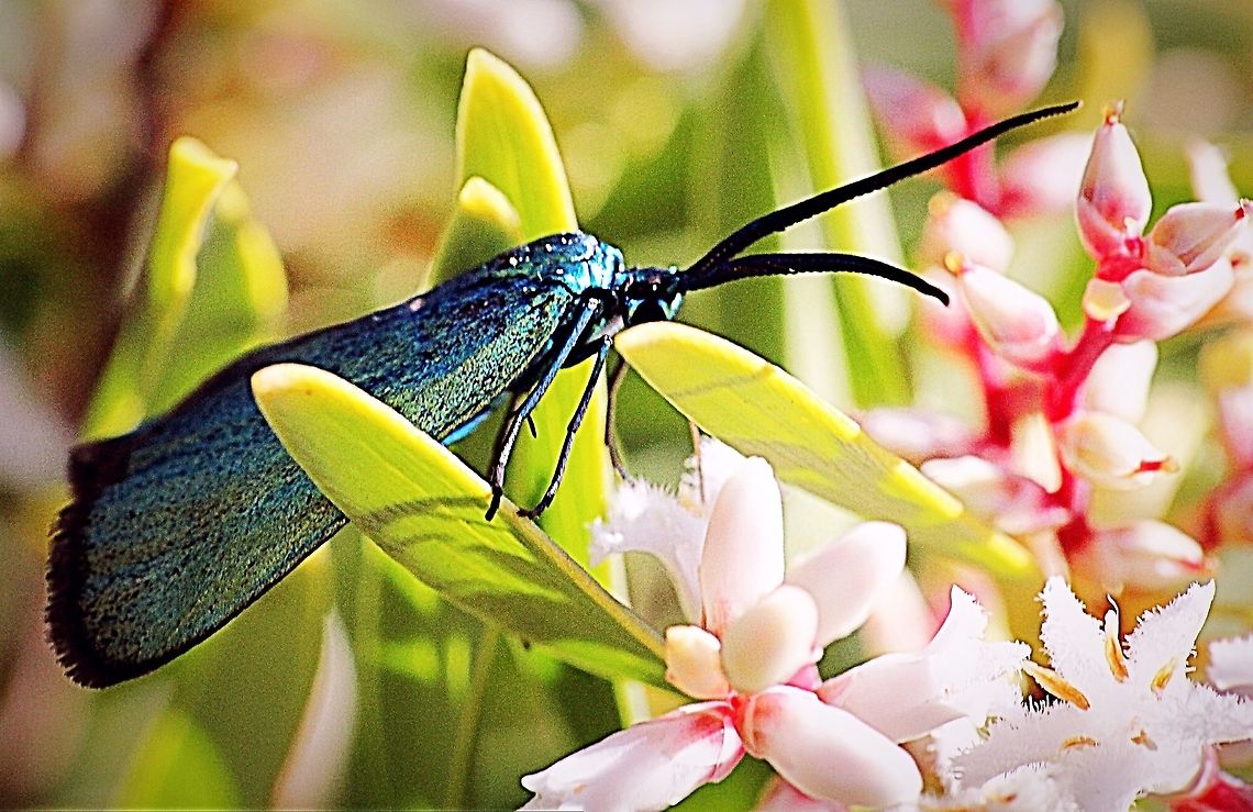 Green forester moth - Adscita statices Diurnal moth photographed in central Victoria /Australia Adscita ew,Adscita statices,Eamw moth,Green forester