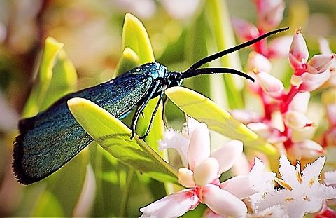 Green forester moth - Adscita statices Diurnal moth photographed in central Victoria /Australia Adscita ew,Adscita statices,Eamw moth,Green forester