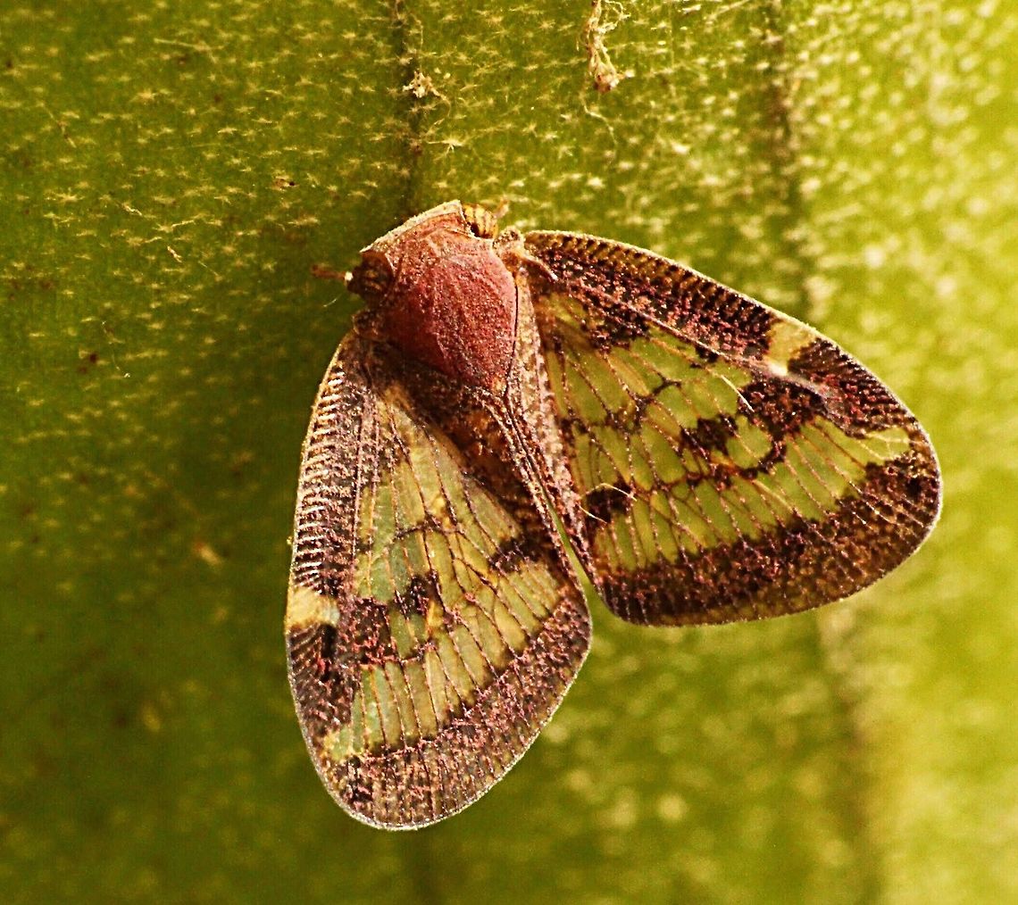 Grape vine leaf-hopper - Scolypopa australis  Passionvine hopper,Scolypopa australis