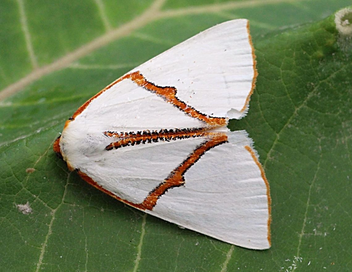 Satin moth - Thalaina selenaea  Australia,Eamw moth,Fall,Geotagged,Thalaina,Thalaina selenaea