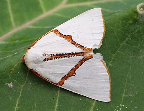 Satin moth - Thalaina selenaea  Australia,Eamw moth,Fall,Geotagged,Thalaina,Thalaina selenaea