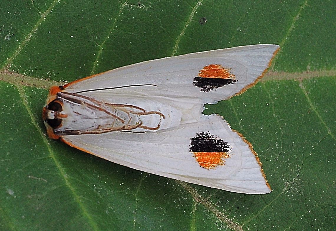 Satin moth - Thalaina selenaea Underside markings of Thalaina selenaea  Eamw moth,Thalaina ew,Thalaina selenaea
