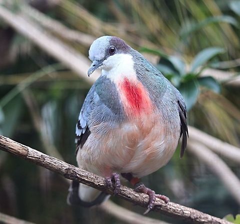 Bleeding heart pigeon - Gallicolumba luzonica Zoo photography ( Adelaide Zoo Australia ) Gallicolumba luzonica,Luzon Bleeding-Heart Pigeon