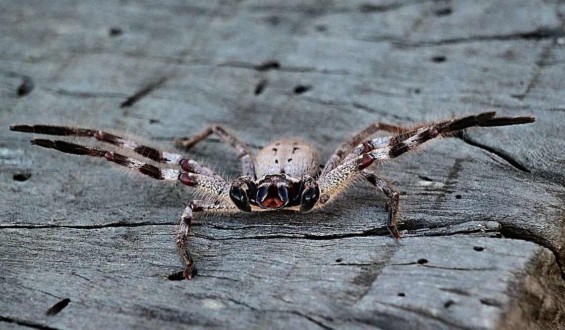 Huntsman Spider - Holconia vasta.  ( previously - Isopeda vasta ) Huntsman Spiders grow to a fair size with a leg span up to around 12 cm. but in general they are not aggressive . This one however was determined to stand her ground , ready to  jump at the camera lens.  Eamw spiders,Eamw spiders huntsman,Holconia vasta