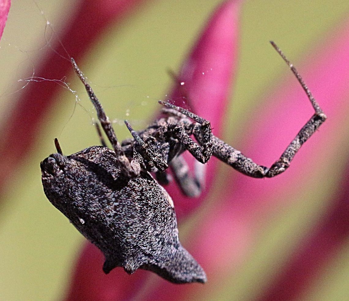 Hackled orb weaver - Philoponella congregabilis  Eamw spiders,Philoponella congregabilis