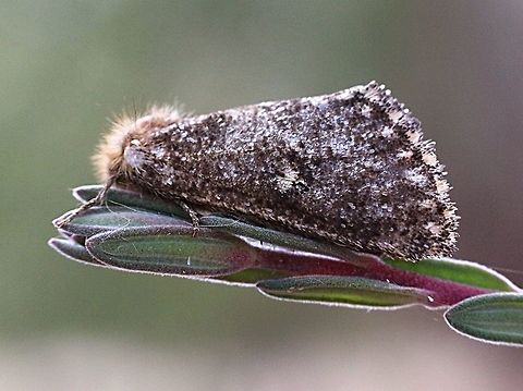Epicoma tristis moth - Epicoma tristis  Australia,Eamw moth,Epicoma tristis,Fall,Geotagged,Willunga SA