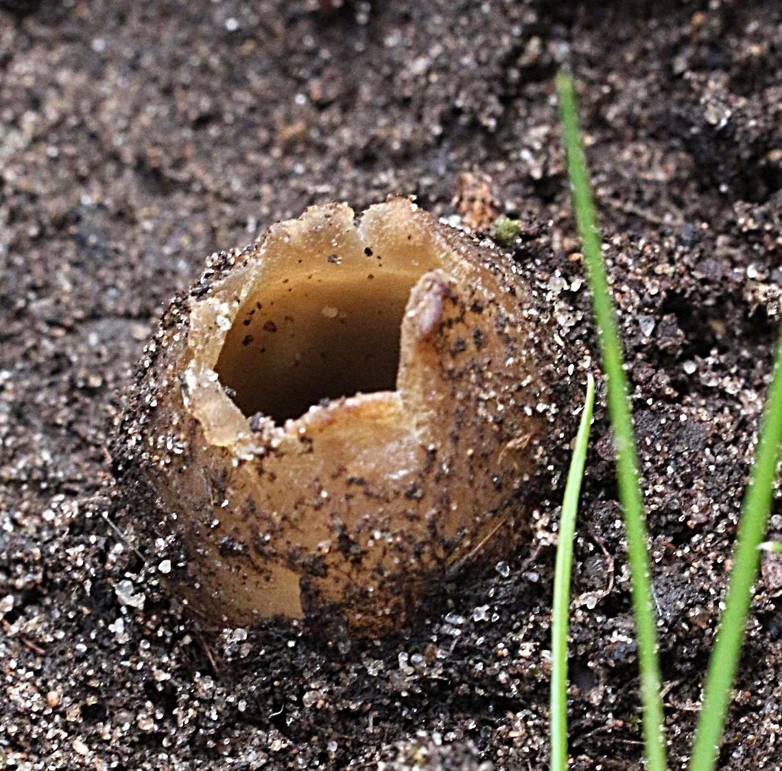 Unidentified cup fungus - in genus Peziza ?