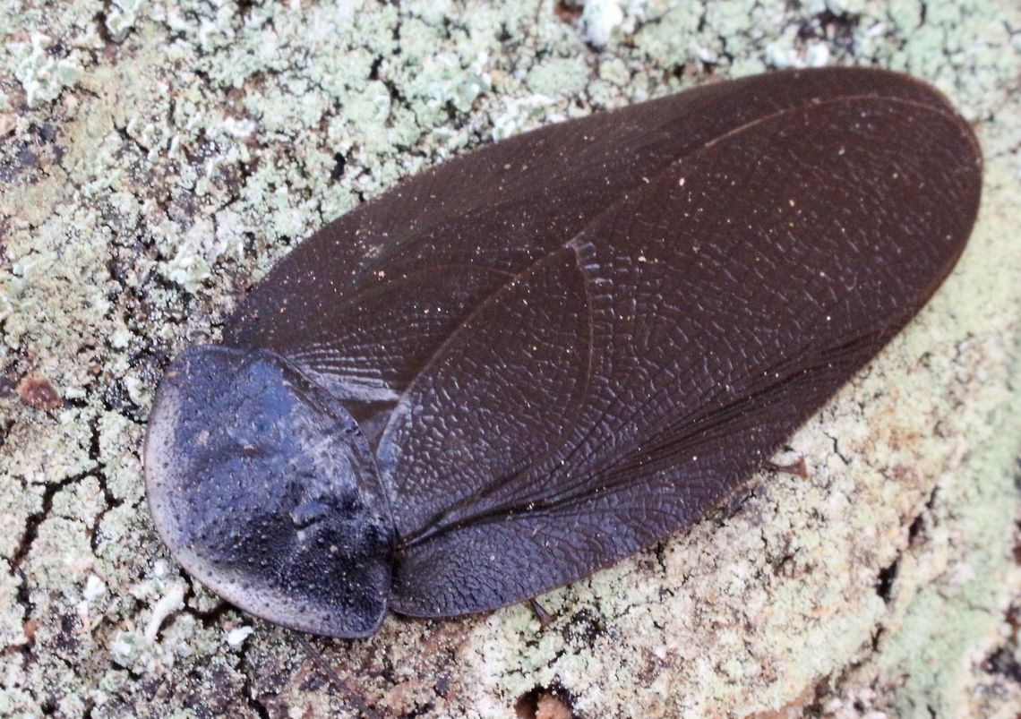 Bark cockroach - Laxta granicollis The males have the front edge of the thorax lined with a pale line and are winged.<br />
The females are wingless. The bark cockroach is a communal insect living in small colonies. Bark cockroach,Laxta granicollis