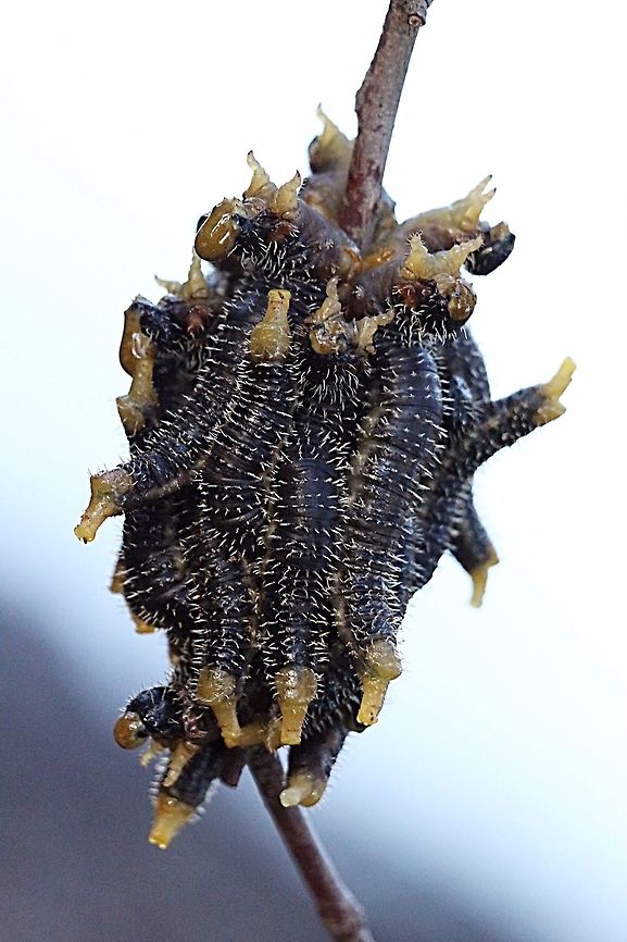 Steel- blue sawfly larvae - Perga dorsalis Not the most beautiful but definetely interesting . Perga dorsalis,Steel-blue Sawfly