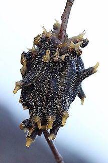 Steel- blue sawfly larvae - Perga dorsalis Not the most beautiful but definetely interesting . Perga dorsalis,Steel-blue Sawfly