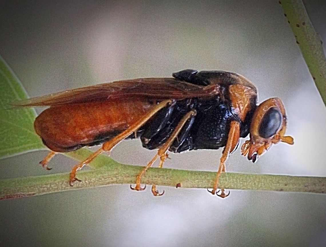 Steel- blue sawfly - Perga dorsalis  Perga dorsalis,Steel-blue Sawfly