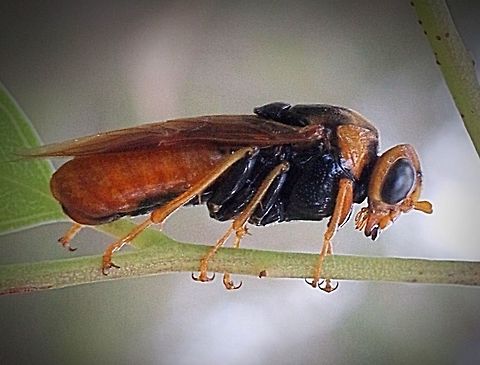 Steel- blue sawfly - Perga dorsalis  Perga dorsalis,Steel-blue Sawfly