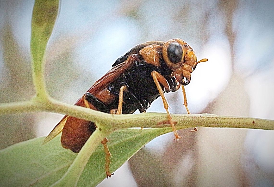 Steel- blue sawfly - Perga dorsalis  Perga dorsalis,Steel-blue Sawfly