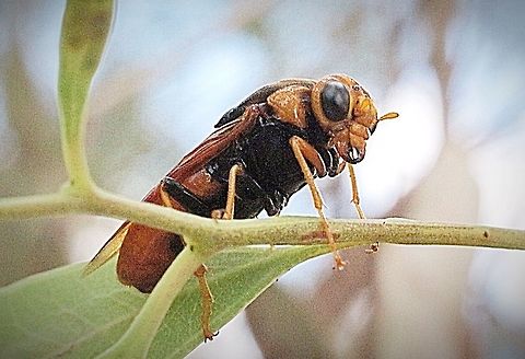 Steel- blue sawfly - Perga dorsalis  Perga dorsalis,Steel-blue Sawfly