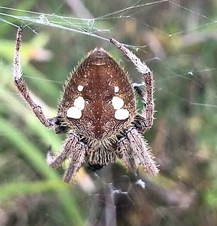 Garden Orb Weaver - Eriophora transmarina  Australian garden orb weaver spider,Eamw spiders,Eamw spiders Orbweavers,Eriophora transmarina