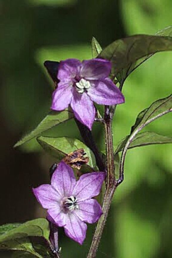 Kangaroo Apple - Solanum aviculare  Solanum aviculare
