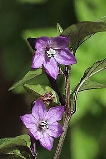 Kangaroo Apple - Solanum aviculare  Solanum aviculare