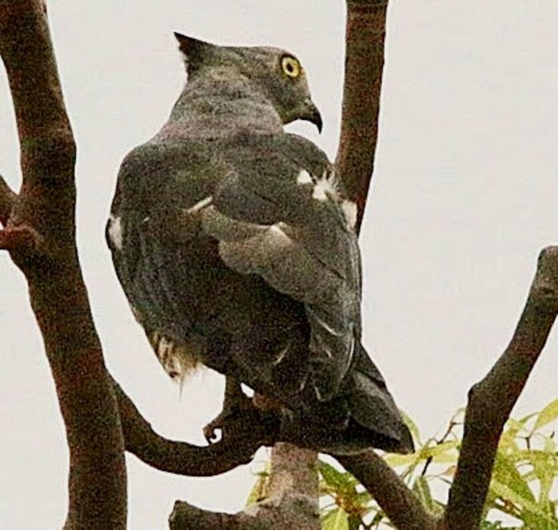 Pacific Baza - Aviceda subcristata Poor light and long distance make this image grainy , but it is still exciting to capture this bird of prey. Aviceda subcristata,Pacific Baza