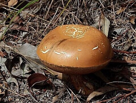 Unidentified mushroom , possibly genus Boletellus
