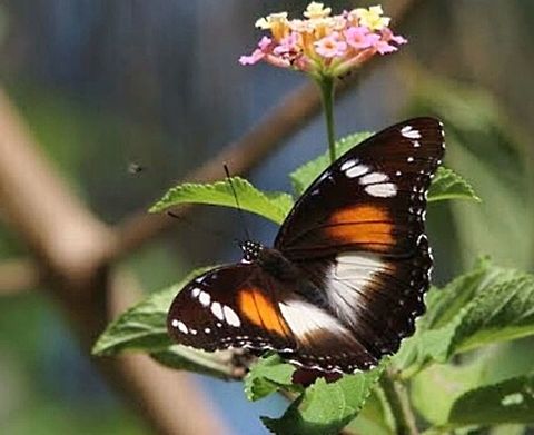 Great Eggfly ( female  Hypolimnas bolina  Eamw butterflies,Great Eggfly,Hypolimnas bolina