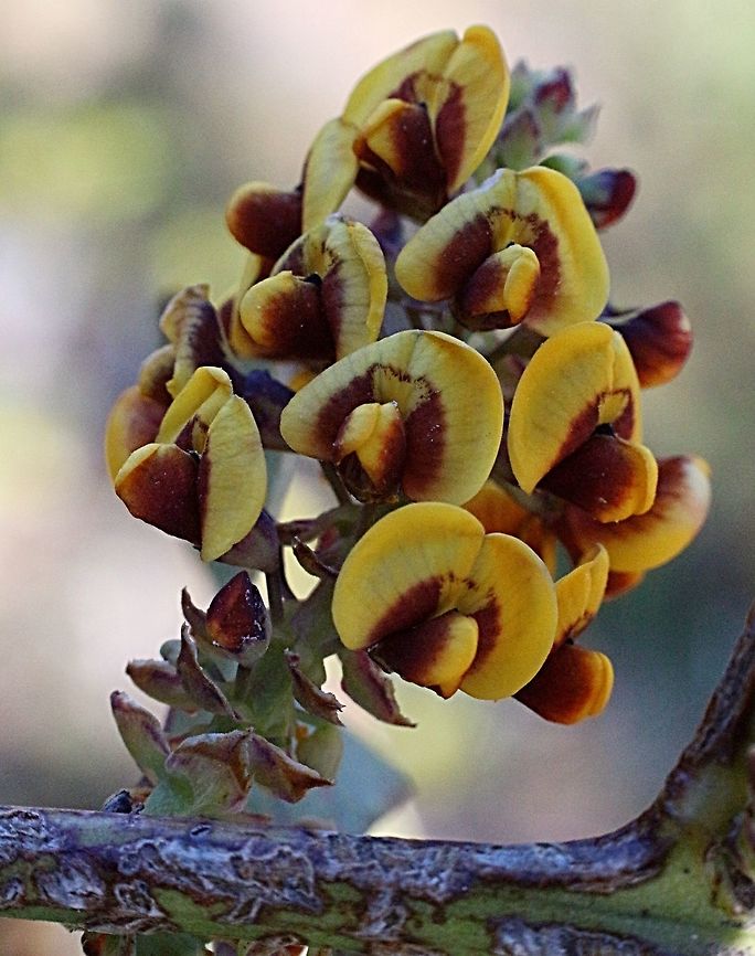 The Daviesia latifolia - Daviesia latifolia  (also called  - hop bitter pea) This pea bush grows between 1 and 3 m  and flowers from September to December . It's distribution is  mainly along the eastern Australian coast from Queensland to Victoria and Tasmania. Daviesia latifolia