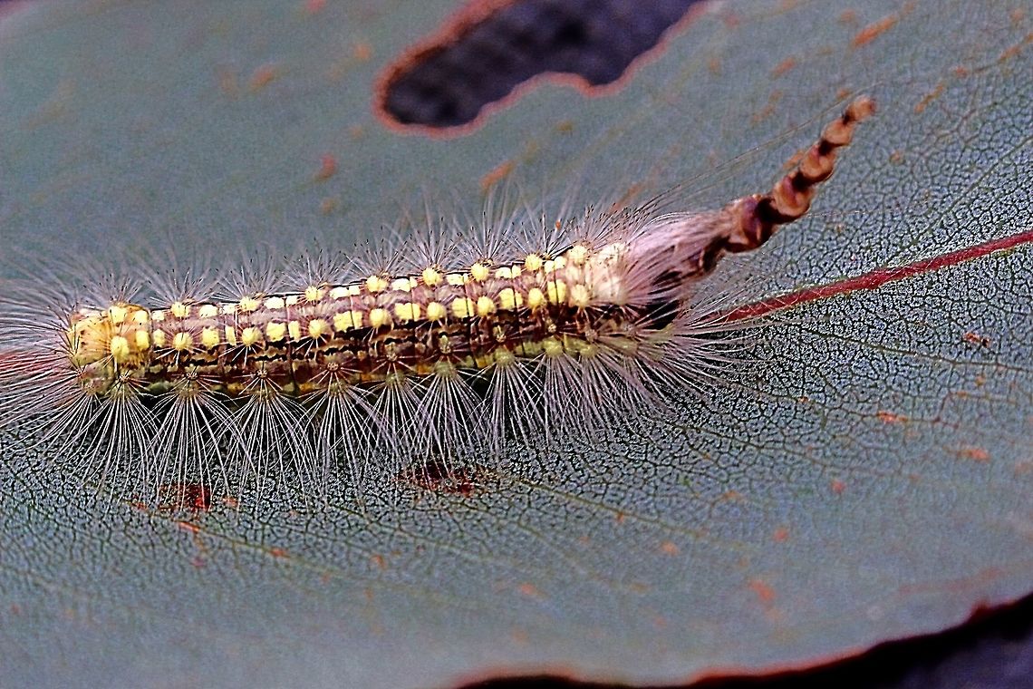 Gum leaf Sceletoniser caterpilar - Uraba lugens Note - what looks like a tail end is actually it&#039;s head with the collection of moulted head skin capsuals . Australia ew,Eamw caterpillars,Eamw moth,March 2016,SA AUST,Uraba ew,Uraba lugens