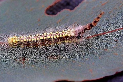 Gum leaf Sceletoniser caterpilar - Uraba lugens Note - what looks like a tail end is actually it's head with the collection of moulted head skin capsuals . Australia ew,Eamw caterpillars,Eamw moth,March 2016,SA AUST,Uraba ew,Uraba lugens