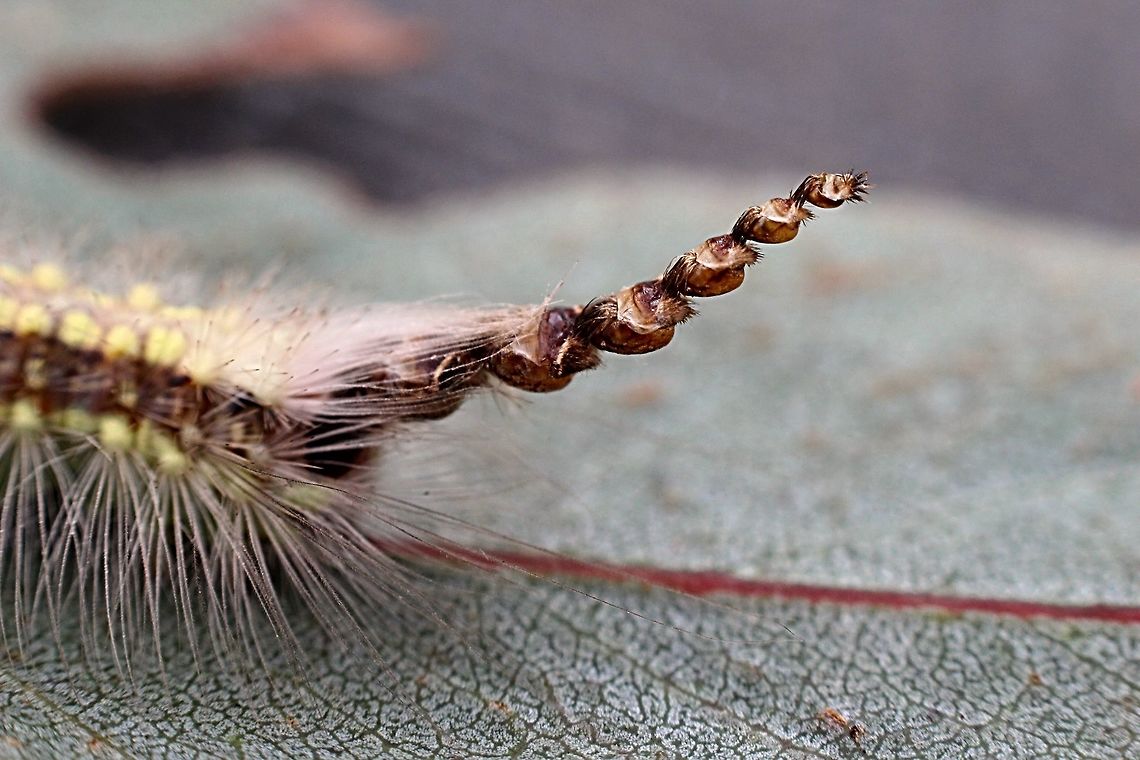 Head of Gum leaf Sceletoniser - Uraba lugens Each time after each moult the head capsual remains on top of the caterpilars head instead of being shed with the rest of the caterpilars skin. As this caterpilar appearantly sheds its skin 11 times it will at the end have 10 or 11 head skin capsuals on its head .  Eamw caterpillars,Eamw moth,Uraba,Uraba lugens