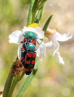 Jewel beetles in the genus - Castiarina A mating pair feeding on Westringia sp.