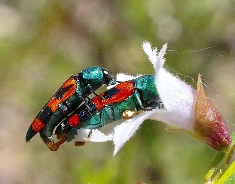 Jewel beetles mating . Genus Castiarina