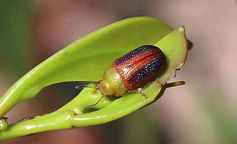 Unidentified Acacia leaf beetle in the genus -Calomela