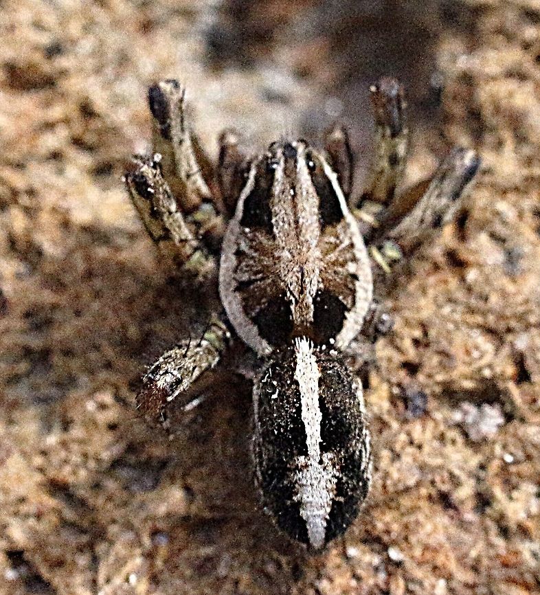 Wolf spider - possibly Venatrix pseudospeciosa  ? Male approx 10 mm.  Eamw spiders,Eamw wolf spiders