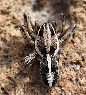 Wolf spider - possibly Venatrix pseudospeciosa  ? Male approx 10 mm.  Eamw spiders,Eamw wolf spiders