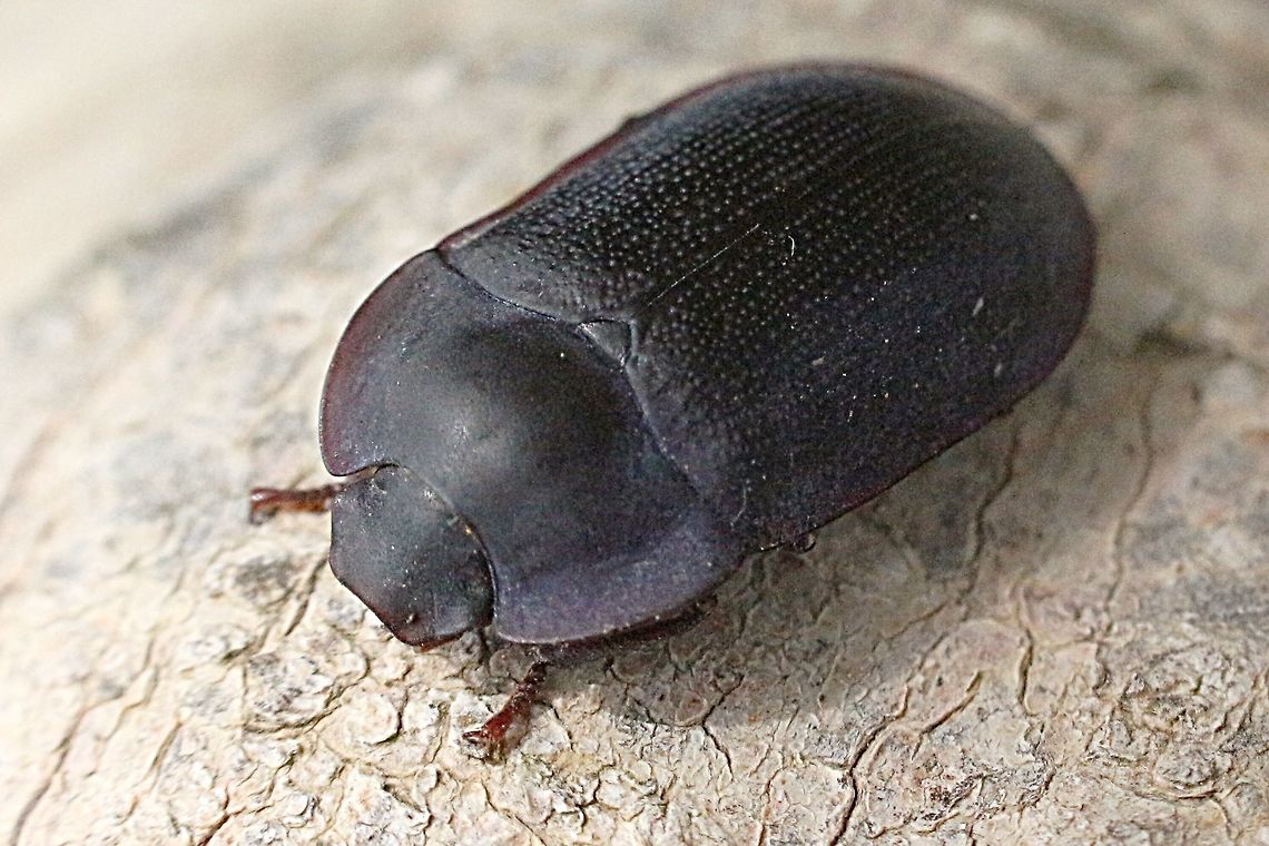 Pie-dish Beetle- genus Ptherohelaeus sp.  Australia,Geotagged,Spring