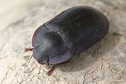 Pie-dish Beetle- genus Ptherohelaeus sp.  Australia,Geotagged,Spring