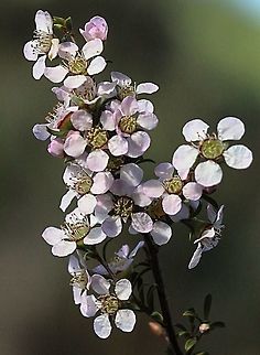 Heath tea-tree - Leptospermum myrsinoides In full bloom in October / November.  Leptospermum myrsinoides