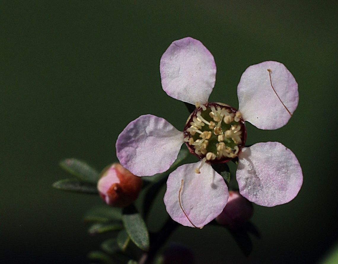 Single flower of Heath tea- tree - Leptospermum myrsinoides  Leptospermum myrsinoides