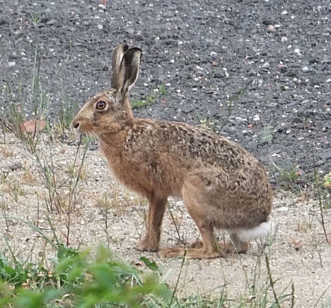 European hare - Lepus europaeus The European hare was first brought to Australia late 1830 and released in Tasmania , but failed to establish. In 1862 another introduction was made in the Western Port area ( Victoria)  which was successful, followed with another release in the Port Phillip Bay Area ( Victoria) <br />
The hares established well and by around 1900 reached to the Queensland border. <br />
The hare is classed as a pest species . European hare,Lepus europaeus