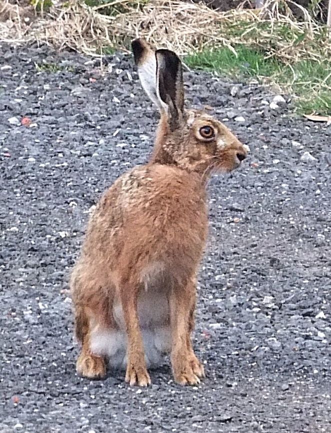 European hare - Lepus europaeus  European hare,Lepus europaeus