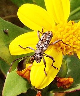 Unidentified longicorn beetle feeding on flower pollen.