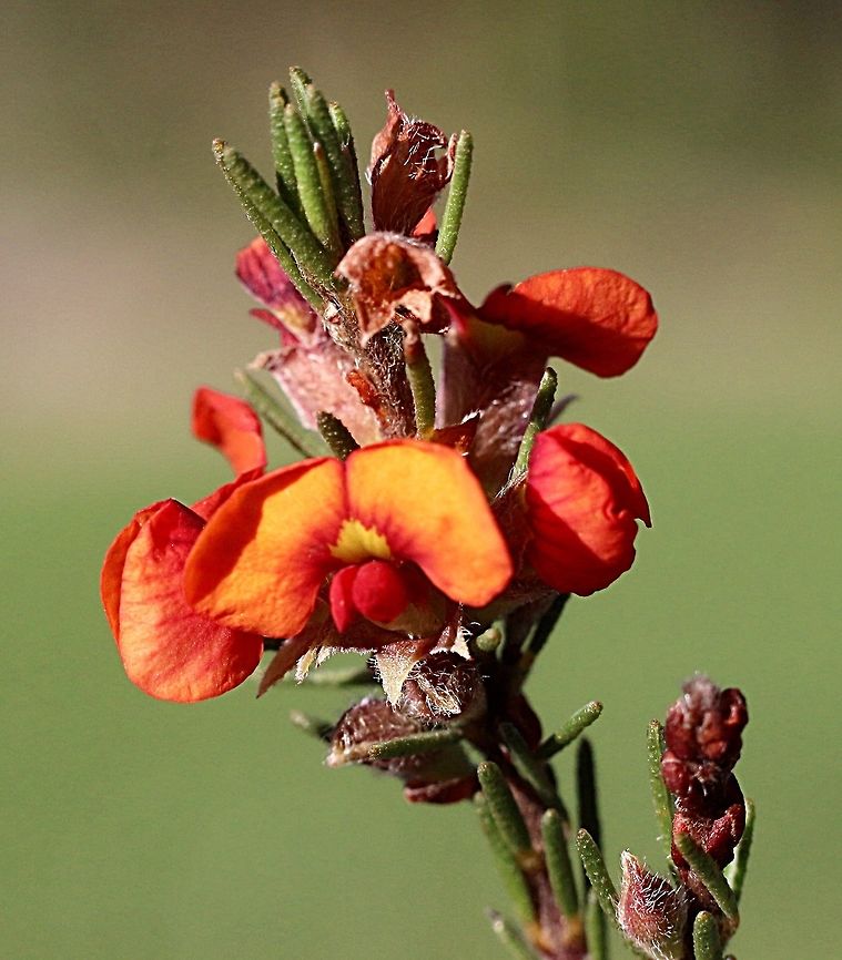 Rough Parrot- pea - Dillwynia sericea  Australia,Dillwynia sericea,Geotagged,Spring